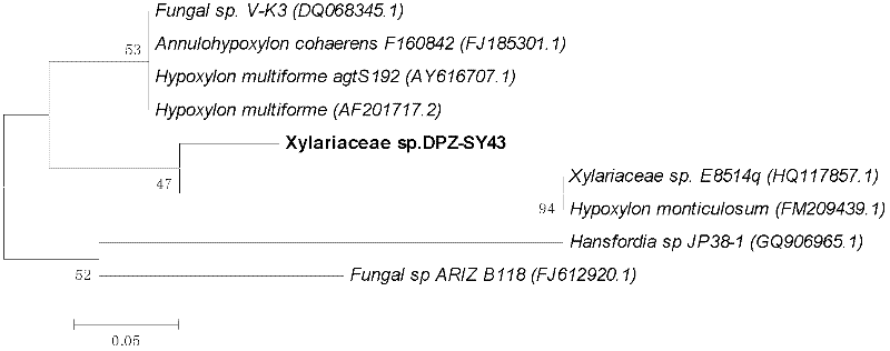 New species Xylariaceae sp. DPZ-SY43 of mangrove rhizosphere cellulose degrading fungi and application thereof