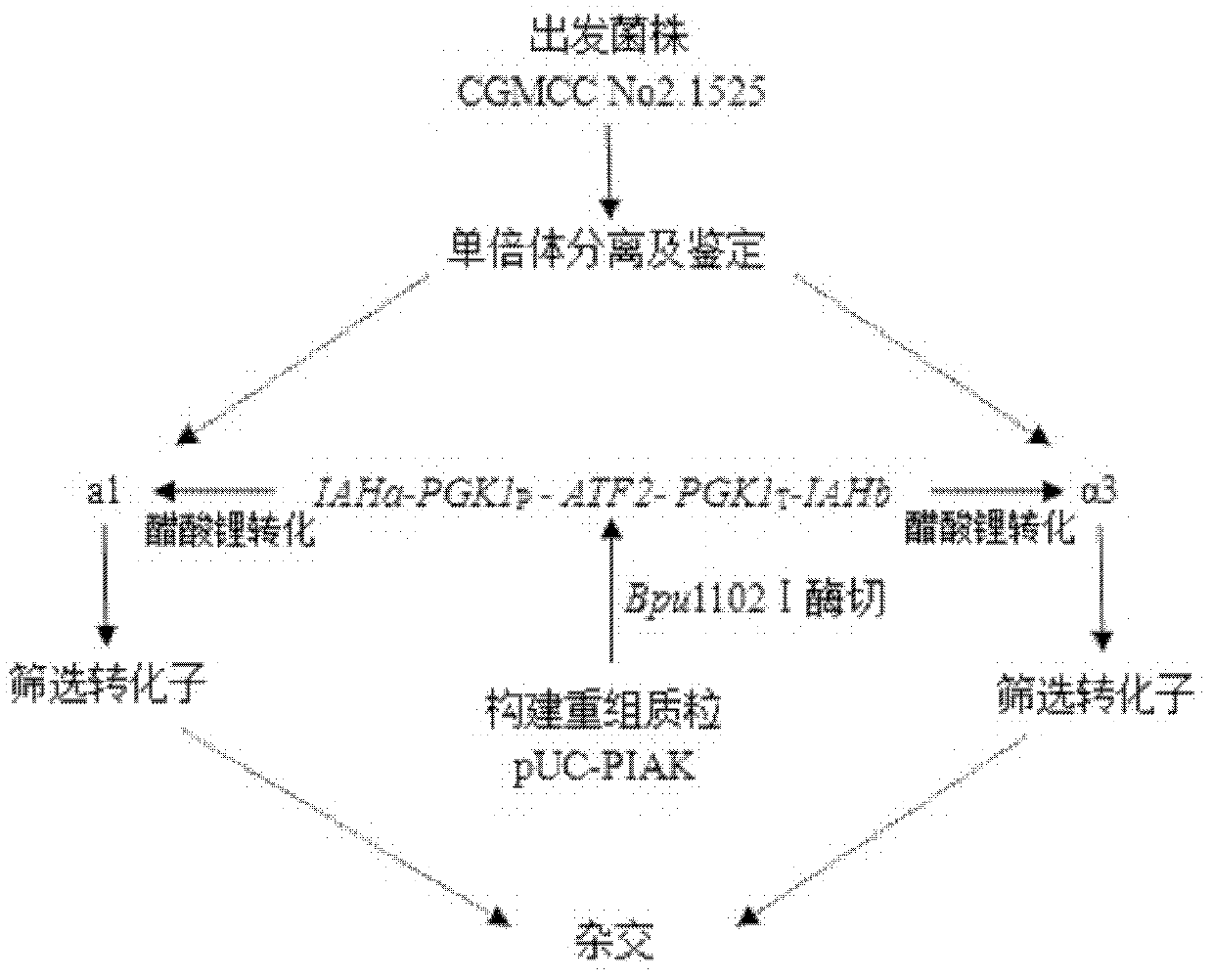 High-yield acetate brewing yeast engineering bacteria