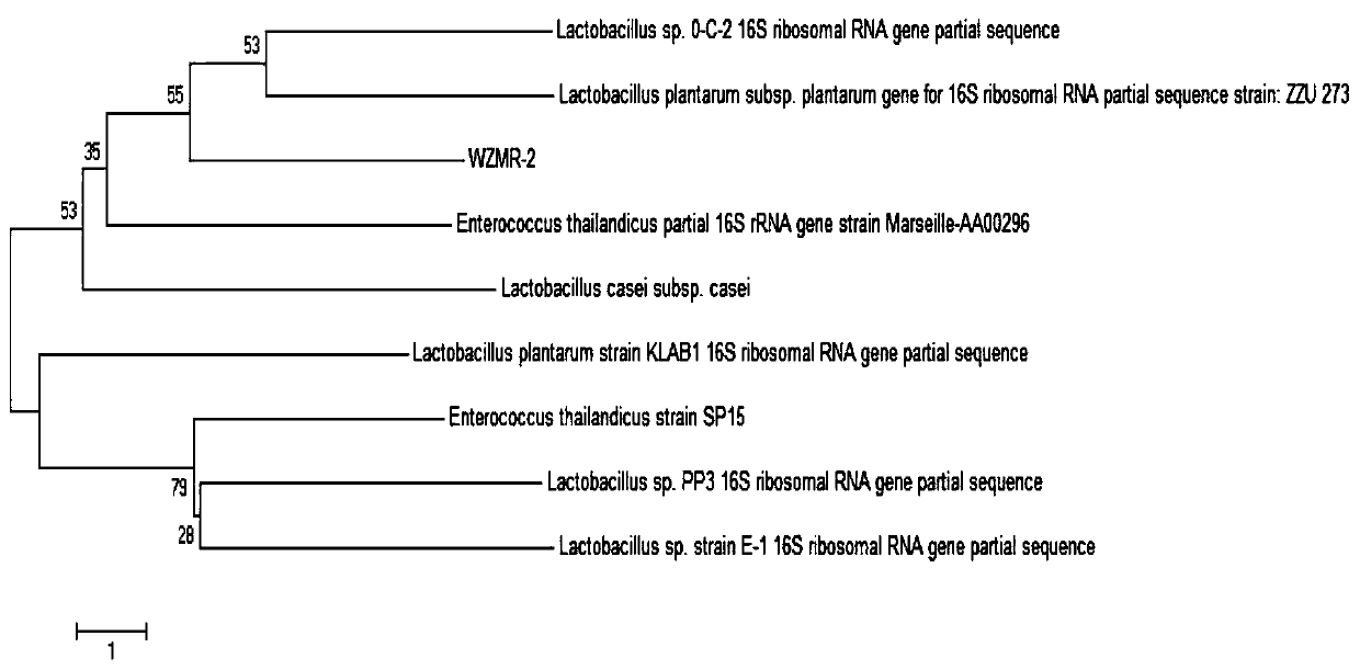 Lactobacillus plantarum wzmx-2 and its application and whey perry wine prepared