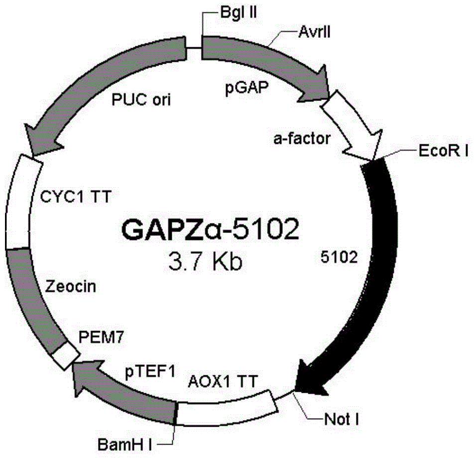 Oxalate oxidase with vitality under physiological PH condition and application thereof