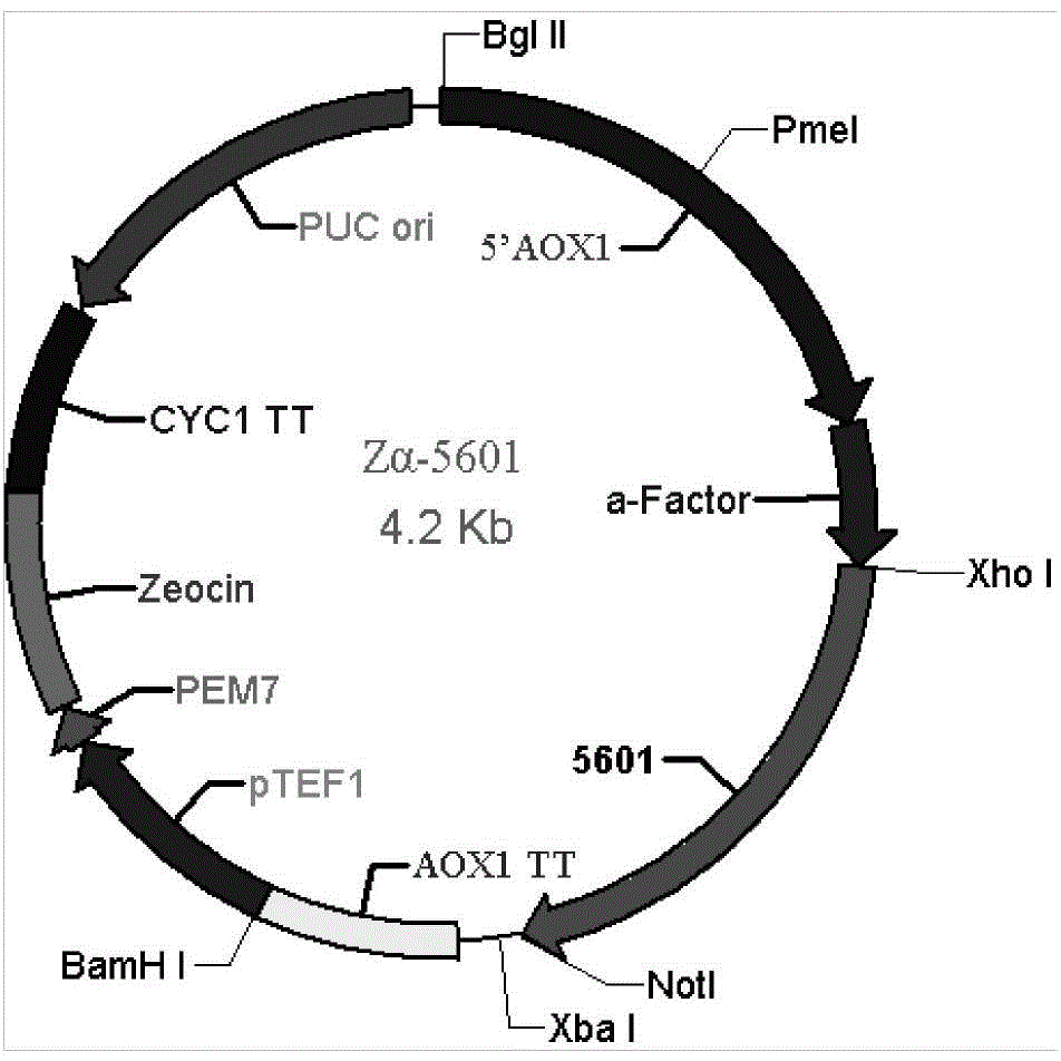 Oxalate oxidase with vitality under physiological PH condition and application thereof