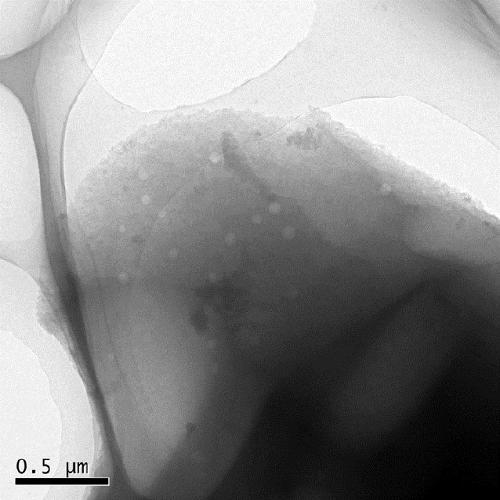 Preparation and application of boat-fruited sterculia seed residue based sulfur-doped porous carbon