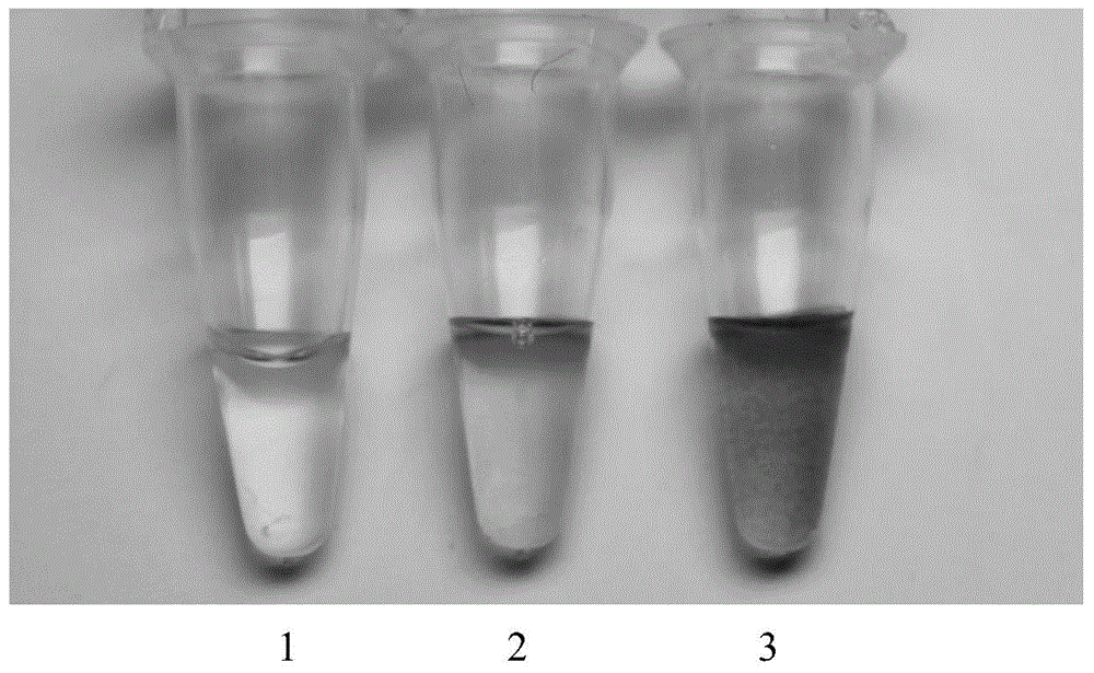 Hepatitis B virus detection method based on DNA (deoxyribonucleic acid) zyme probe