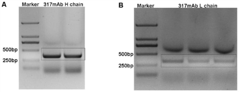 CD317 single-chain antibody 317scfv, its coding sequence, preparation method and application