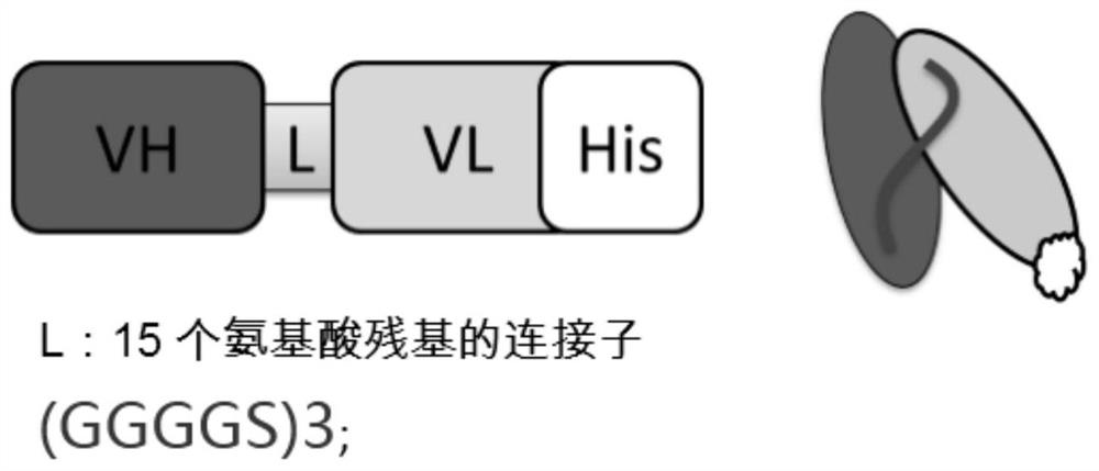 CD317 single-chain antibody 317scfv, its coding sequence, preparation method and application