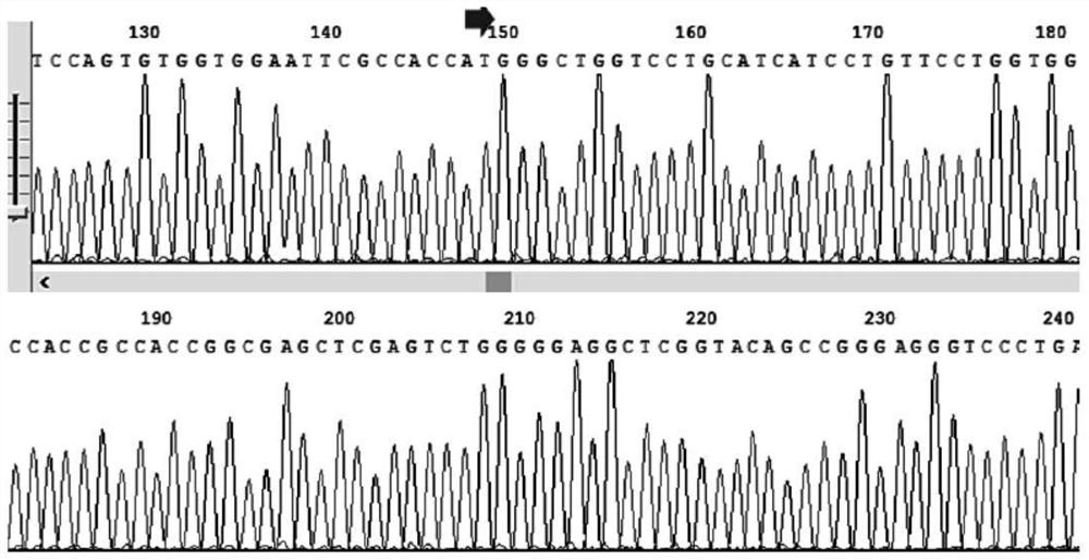 CD317 single-chain antibody 317scfv, its coding sequence, preparation method and application