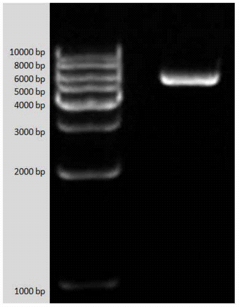 Vitellogenin, its specific peptide chain, carrier, bacterial strain and application