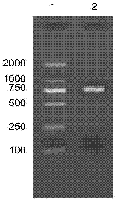 Vitellogenin, its specific peptide chain, carrier, bacterial strain and application