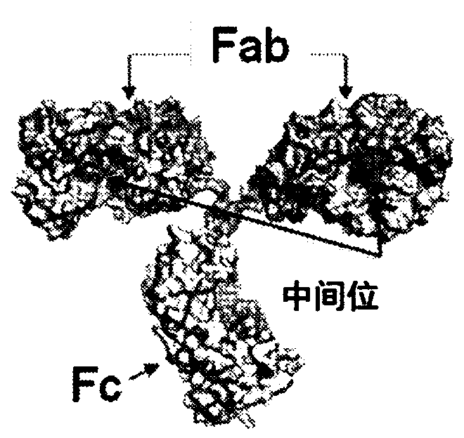 Cysteine peptide-enabled antibodies