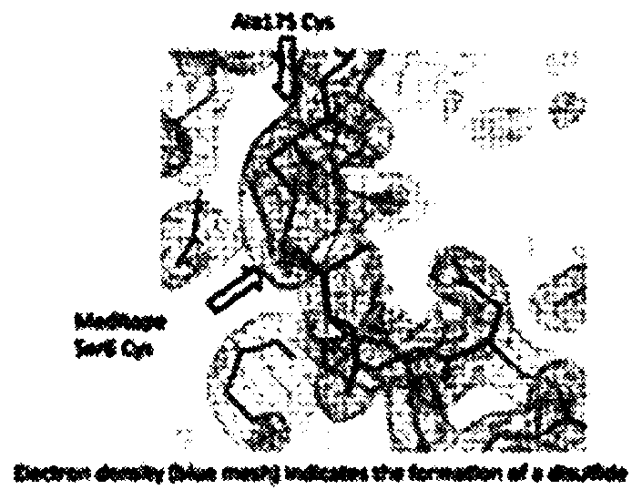 Cysteine peptide-enabled antibodies