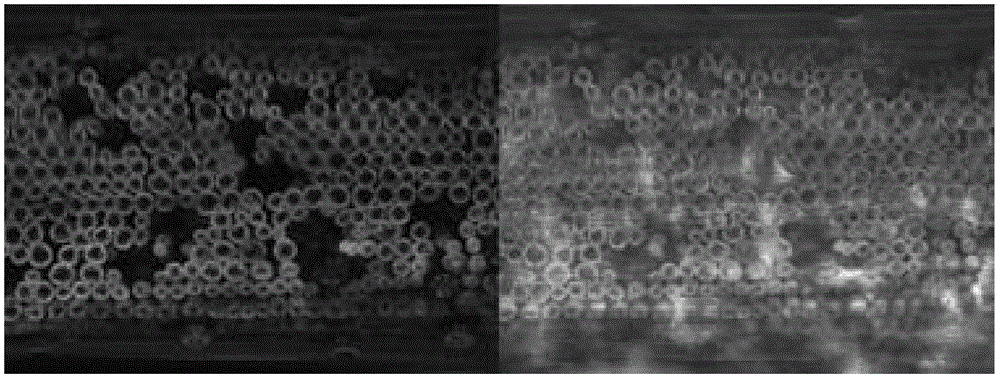 Microscopic observation method of plant tissues