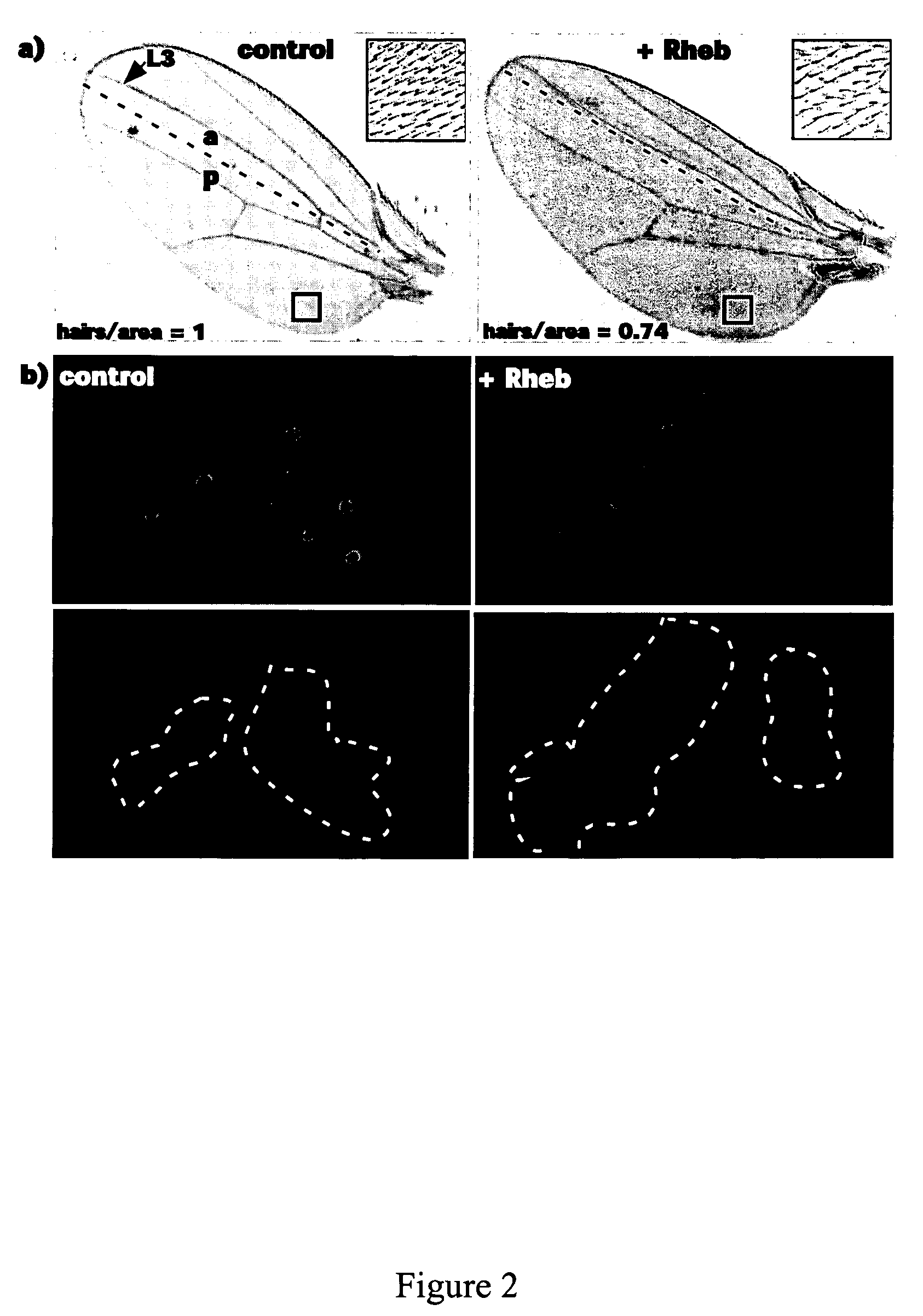 Methods for identifying Rheb effectors as lead compounds for drug development for diabetes and diseases associated with abnormal cell growth