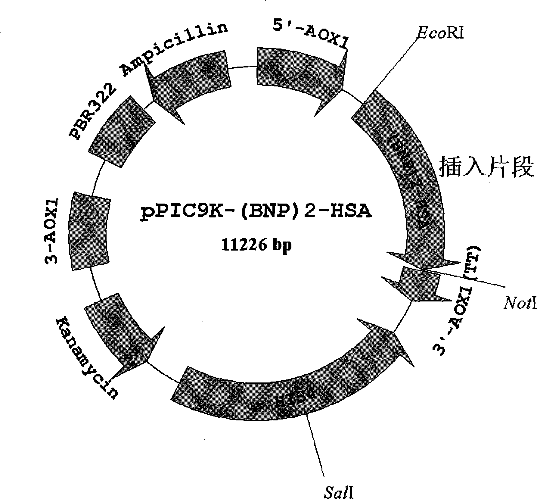 Fused protein of human brain natriuretic peptide diad [(BNP)2] and human serum albumin (HAS), and preparation thereof