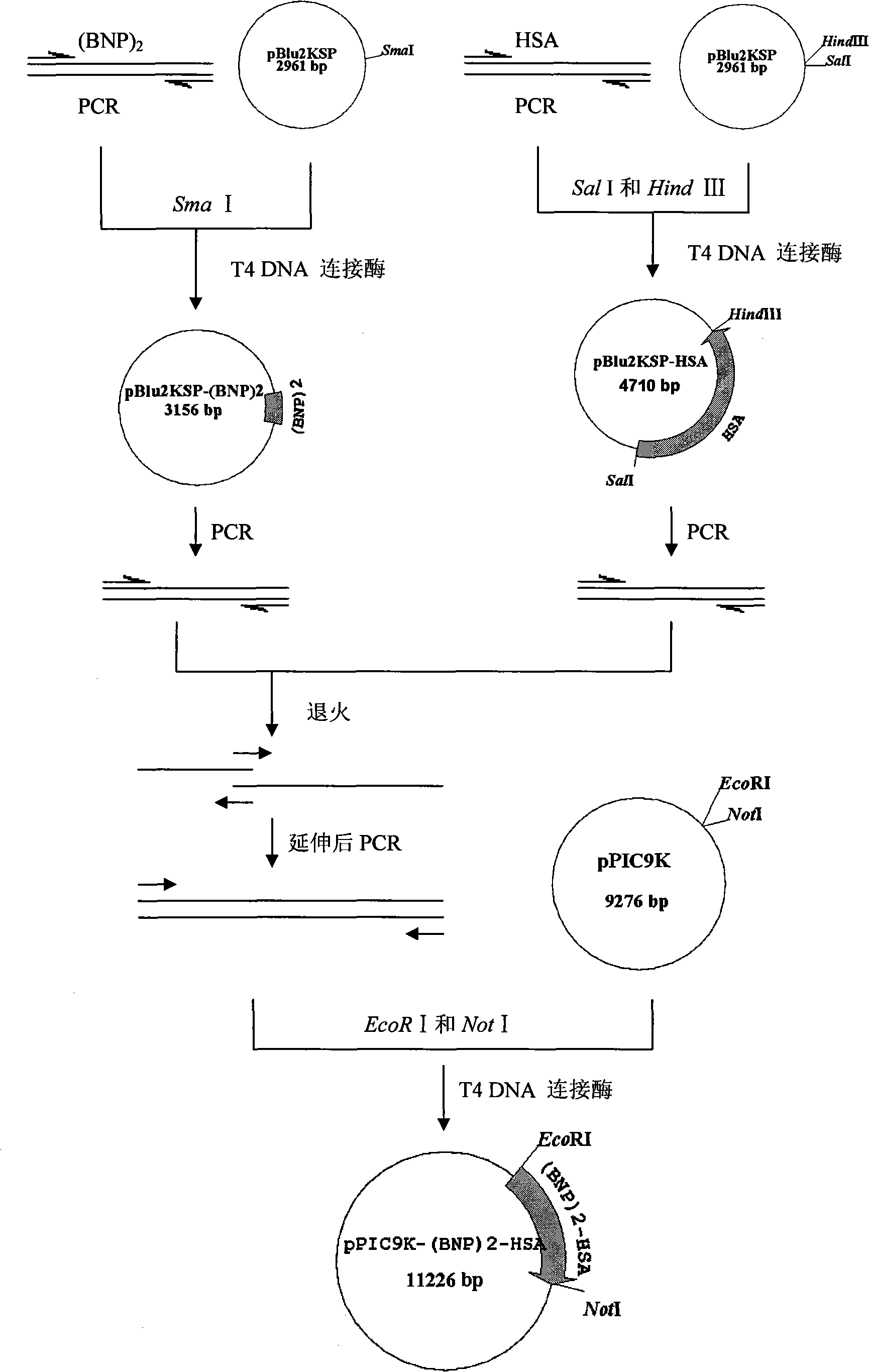 Fused protein of human brain natriuretic peptide diad [(BNP)2] and human serum albumin (HAS), and preparation thereof