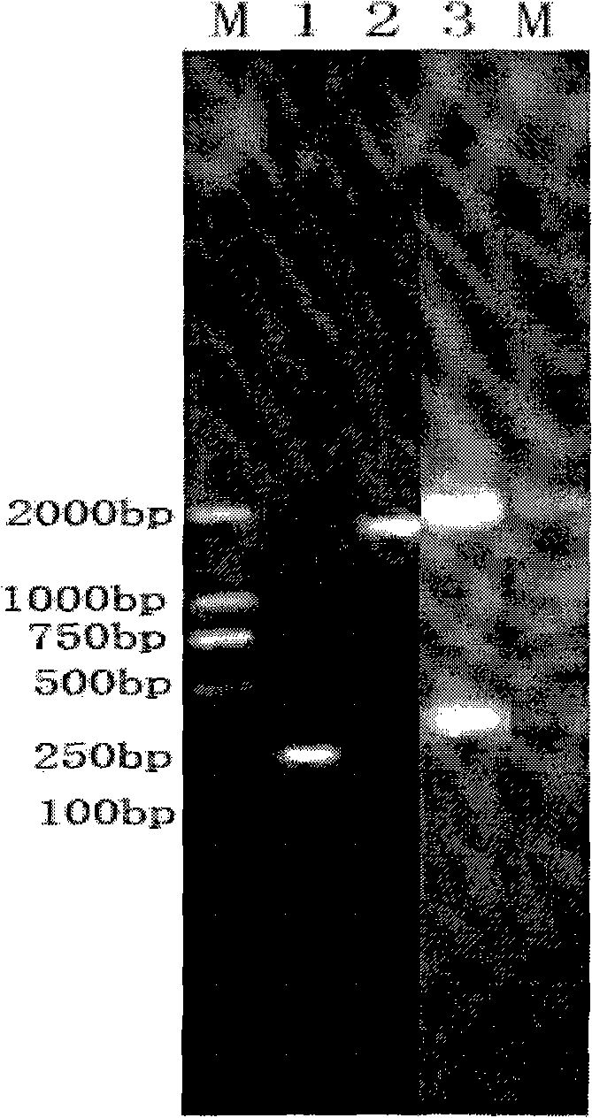 Fused protein of human brain natriuretic peptide diad [(BNP)2] and human serum albumin (HAS), and preparation thereof