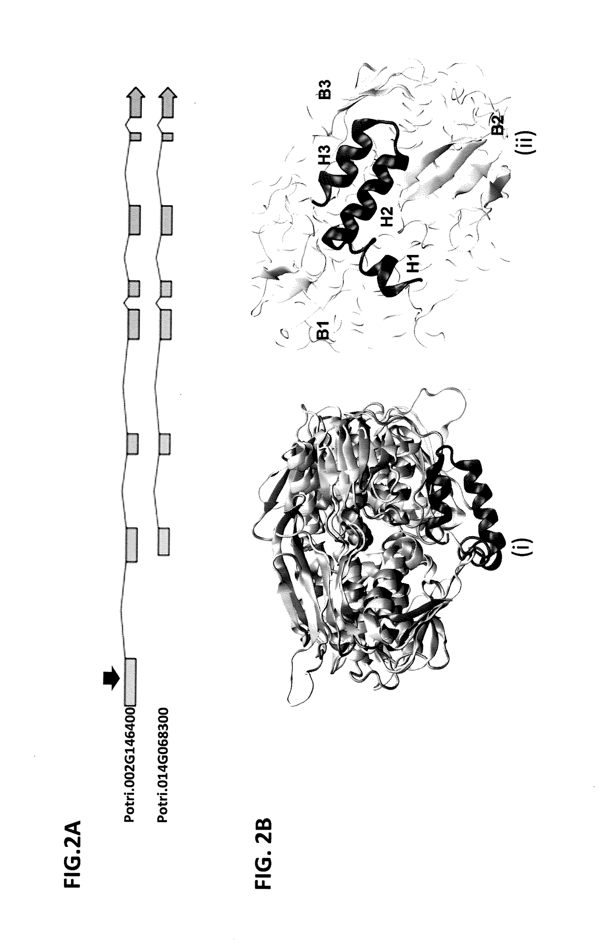 Transcription factor which regulates flavonoid, phenylpropanoid, tyrosine, and tryptophan pathways