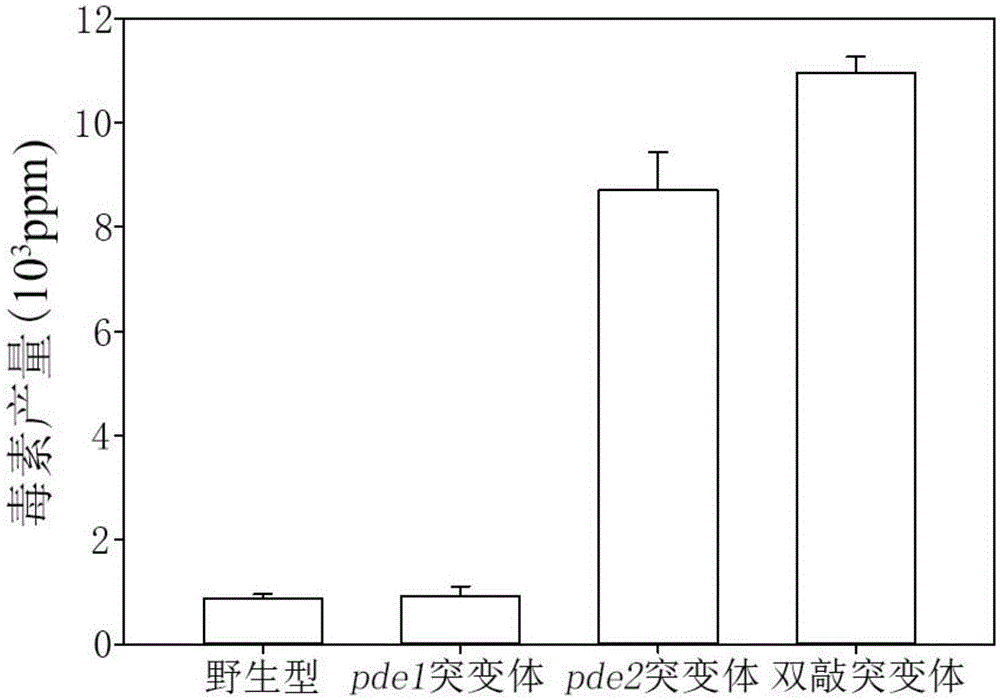 Construction method for single knock-out mutant bacterial strain producing deoxynivalenol in high-yield mode