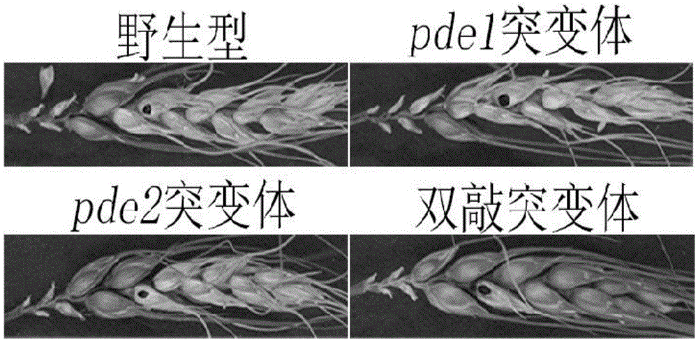 Construction method for single knock-out mutant bacterial strain producing deoxynivalenol in high-yield mode