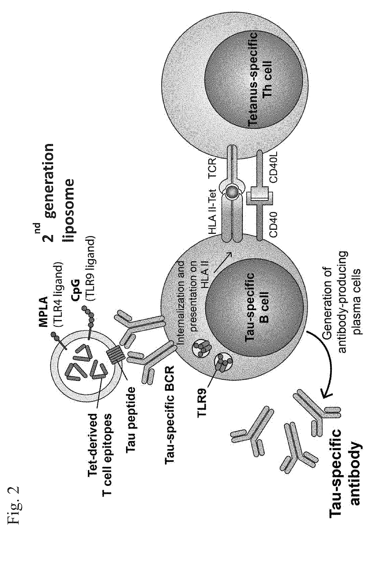 Compositions of phosphorylated tau peptides and uses thereof