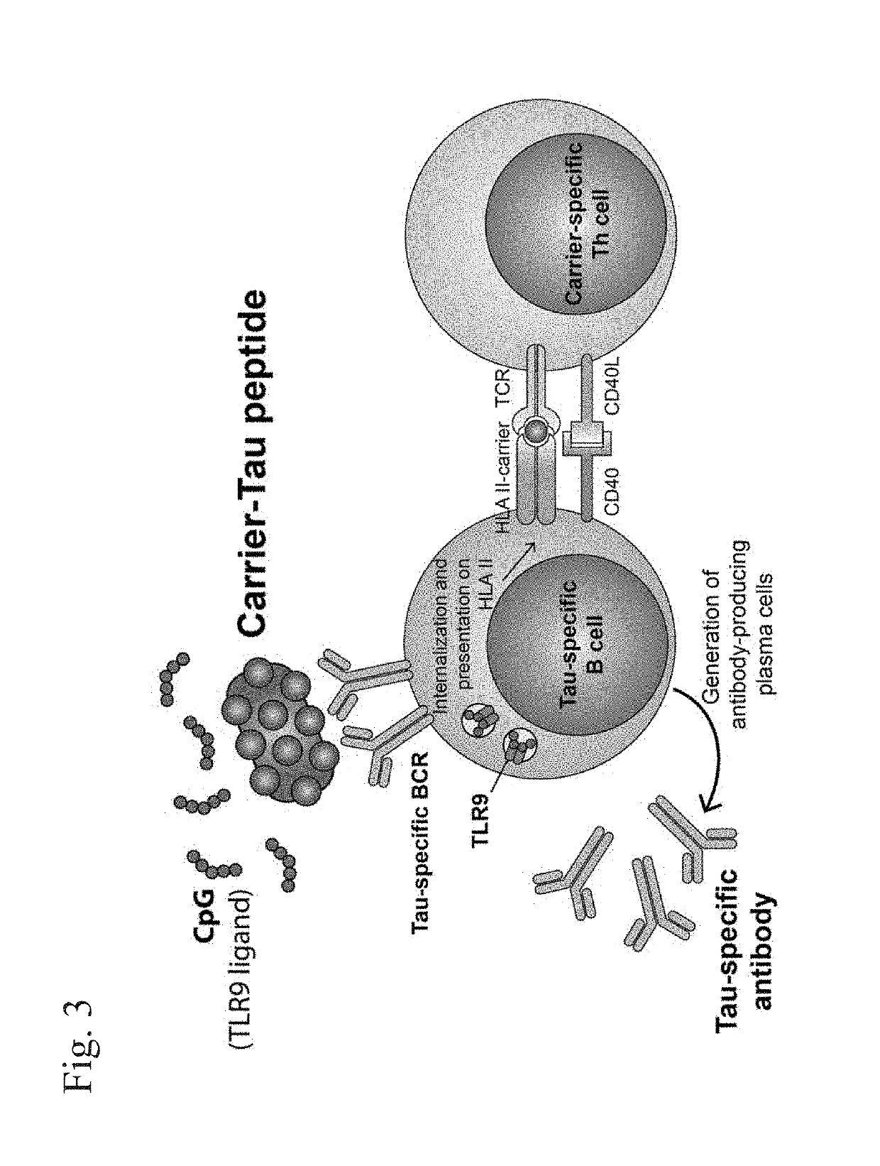 Compositions of phosphorylated tau peptides and uses thereof