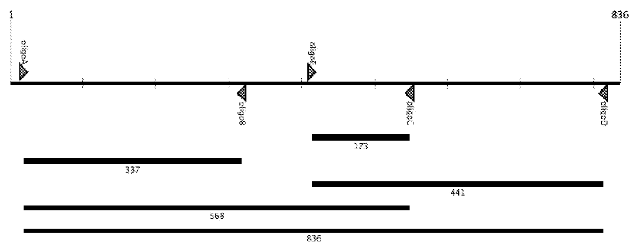 Compositions and Methods For High Fidelity Assembly of Nucleic Acids