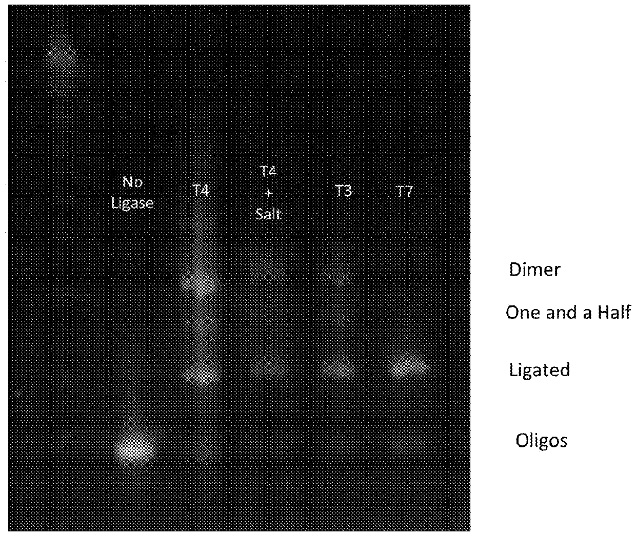 Compositions and Methods For High Fidelity Assembly of Nucleic Acids