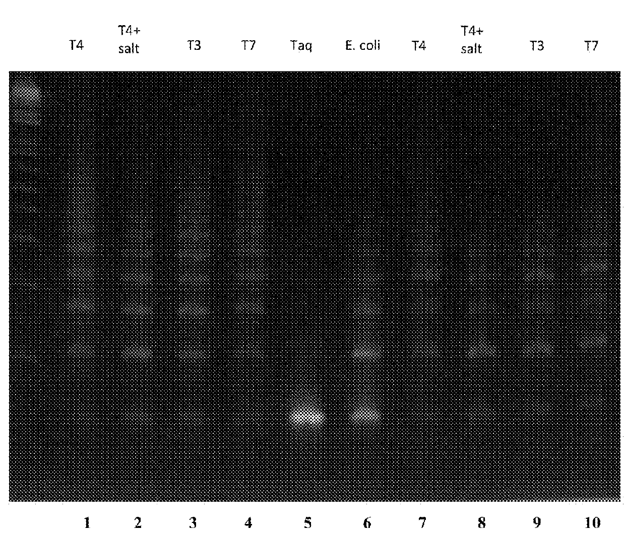 Compositions and Methods For High Fidelity Assembly of Nucleic Acids