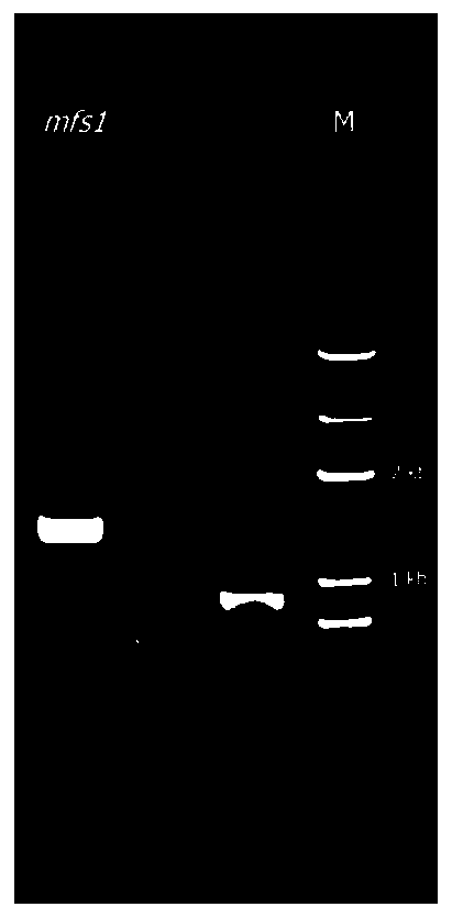 Myrothecium roridum A553 trichothecene-resistant self-protection gene mfs1, and application thereof