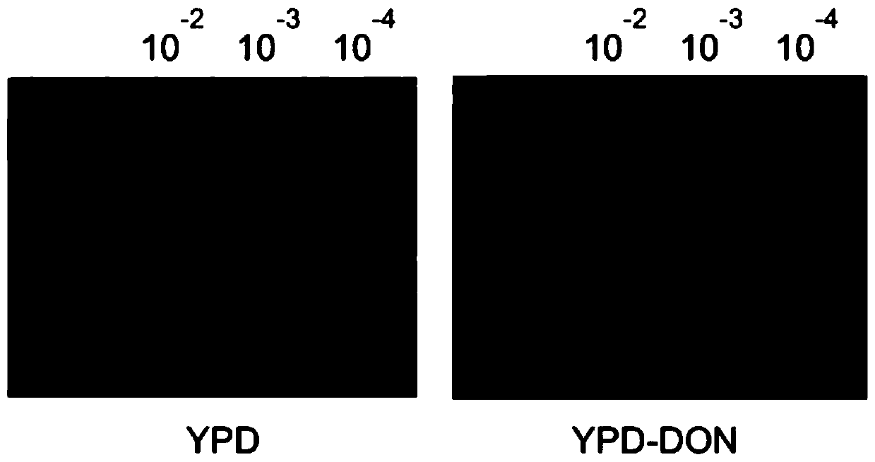 Myrothecium roridum A553 trichothecene-resistant self-protection gene mfs1, and application thereof