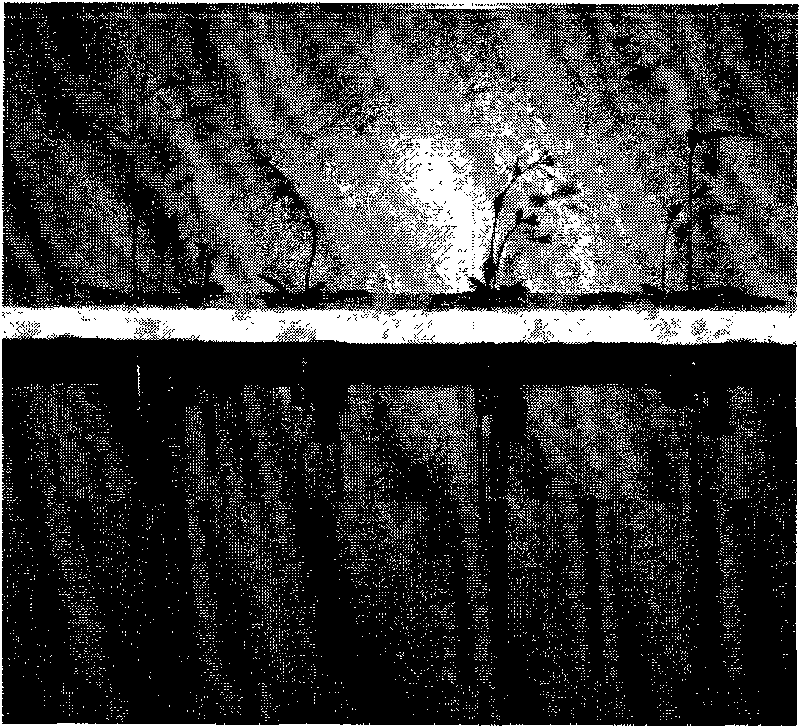 Device for directly seeding and culturing arabidopsis thaliana in water and application thereof