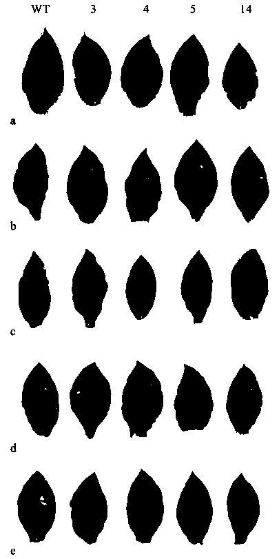 Lilium regale Wilson WRKY transcription factor gene LrWRKY11 and application thereof