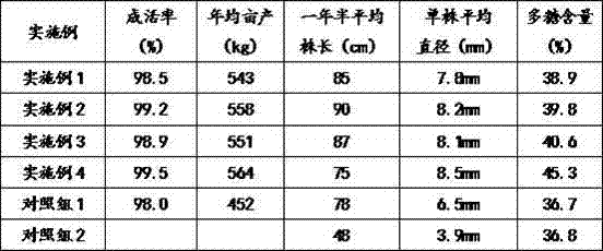 Intensive cultivation method for dendrobium officinale in greenhouse