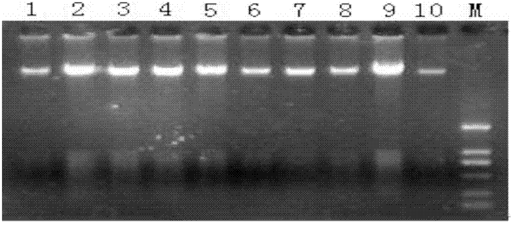 DNA (deoxyribonucleic acid) in-vivo sampling method for young Hyriopsis cumingii