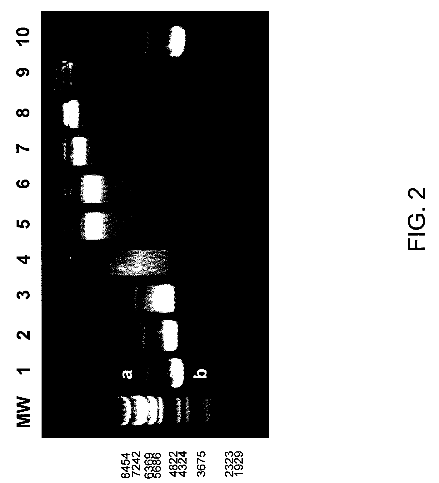 Elastin-like polymer delivery vehicles