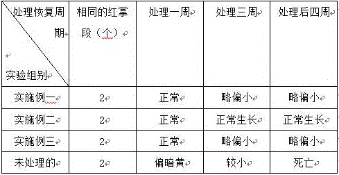 Anthurium tissue culture and fast propagation culture medium and anthurium tissue culture and fast propagation seed production method