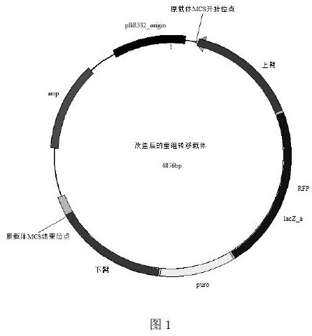 A kind of infectious spleen and kidney necrosis virus orf022 gene deletion strain and its preparation method and application
