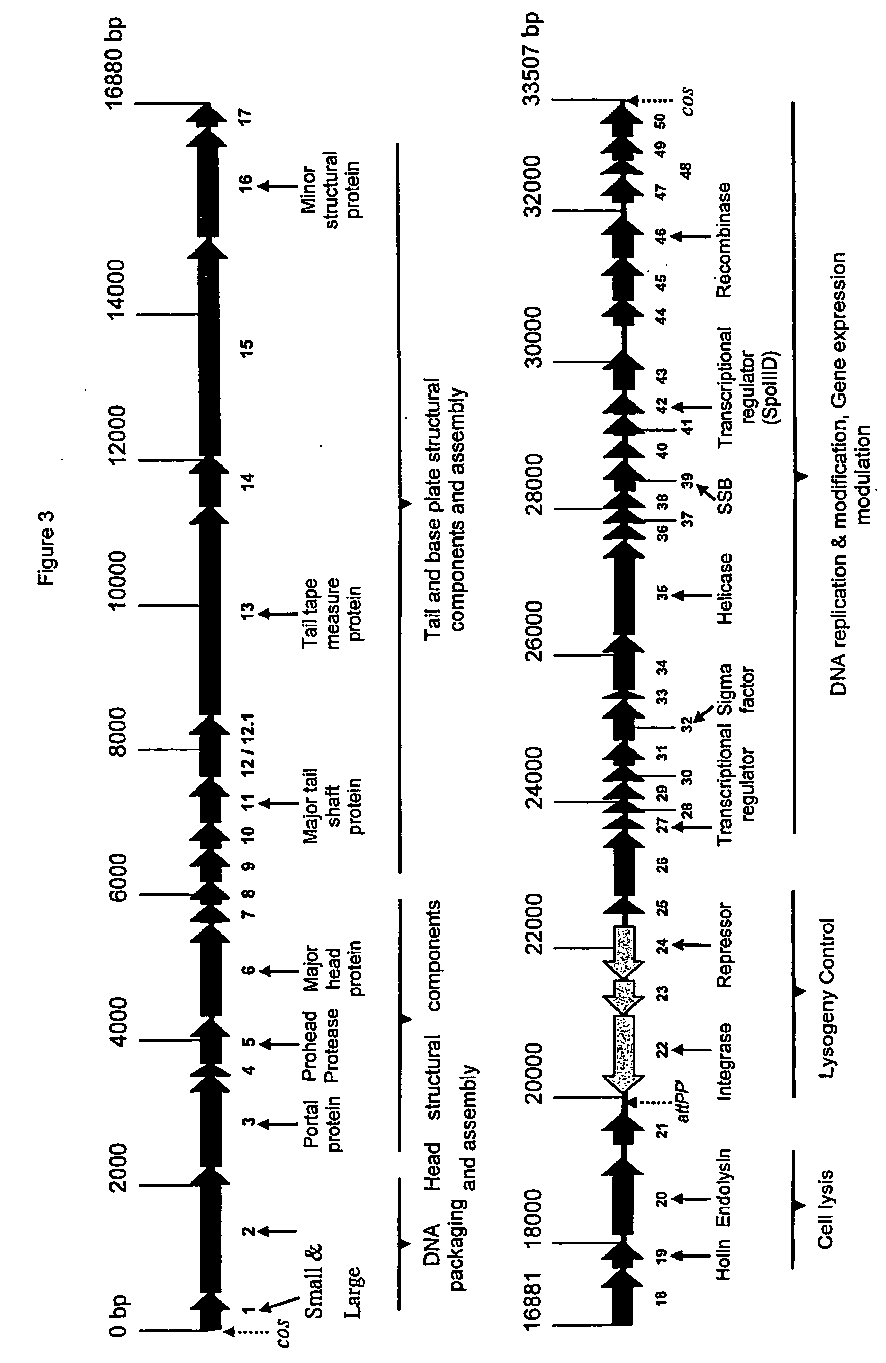 Novel protein