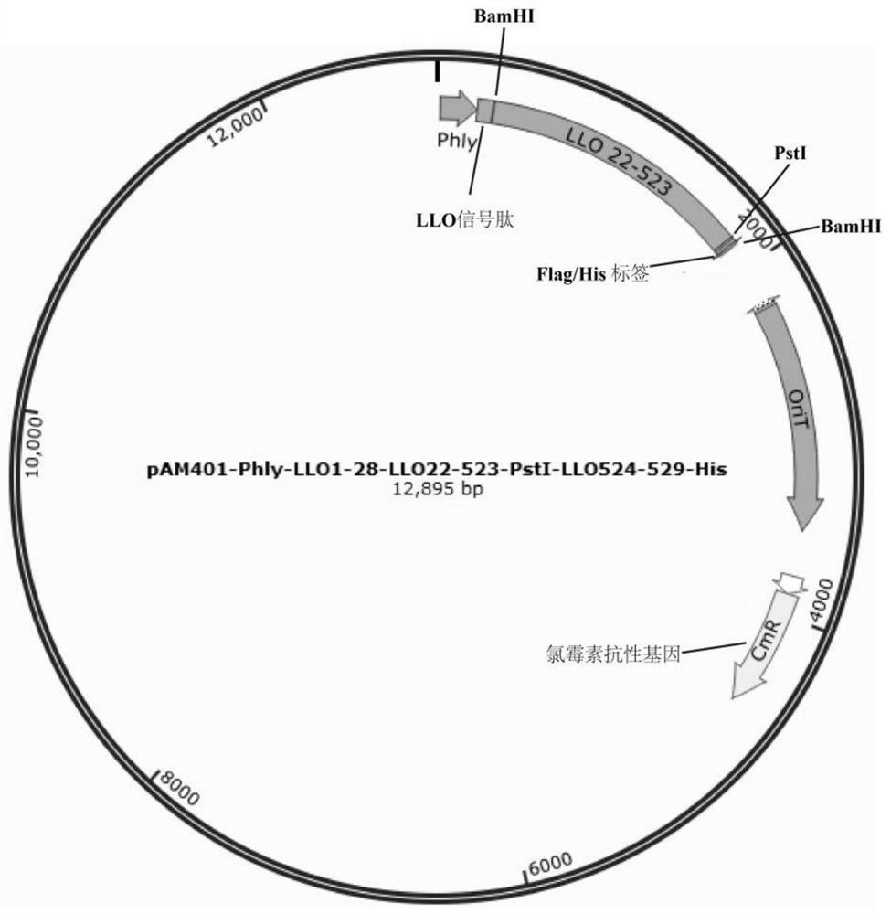 Tumor immunotherapy composition based on specific immune cells, preparation method and application