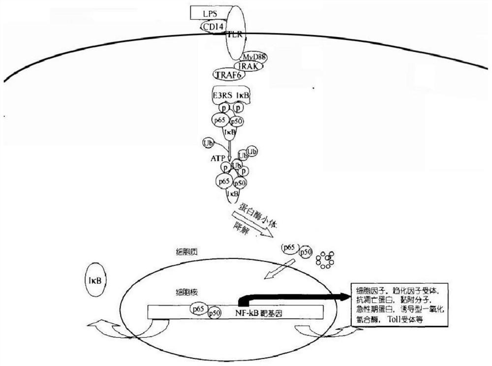 Pharmaceutical compositions for the treatment or prevention of inflammatory diseases