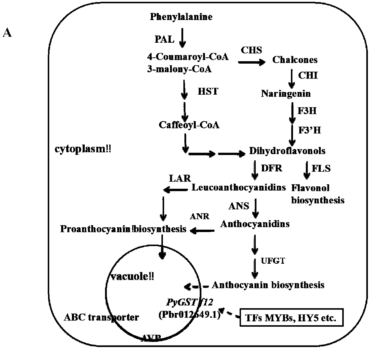 PyGSTf12 gene related to transport of anthocyanin in pear fruits, and recombinant expression vector and application of PyGSTf12 gene