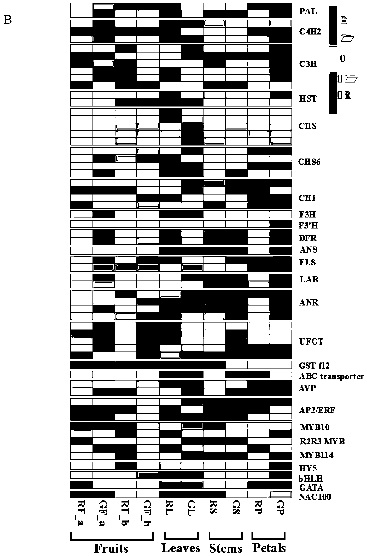 PyGSTf12 gene related to transport of anthocyanin in pear fruits, and recombinant expression vector and application of PyGSTf12 gene