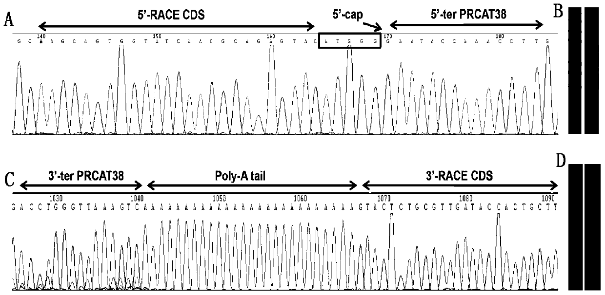 Long non-coding RNA sequence for early diagnosis of human prostate cancer and its application