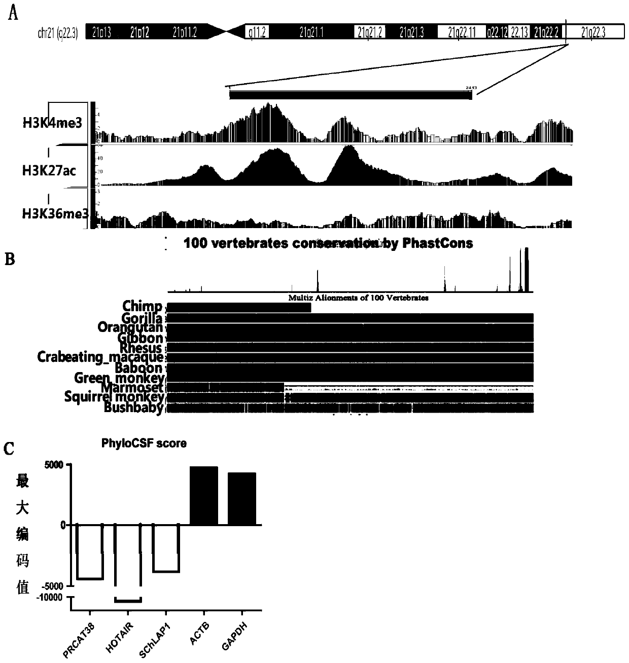 Long non-coding RNA sequence for early diagnosis of human prostate cancer and its application