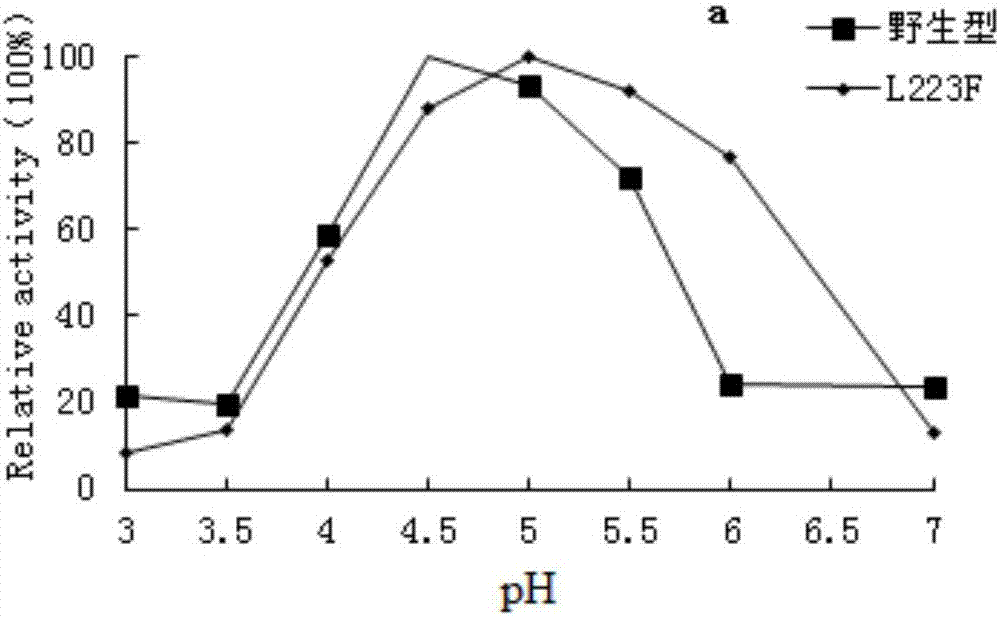 Preparation method and application of high-specific-activity amylase mutant with good ability to degrade raw starch