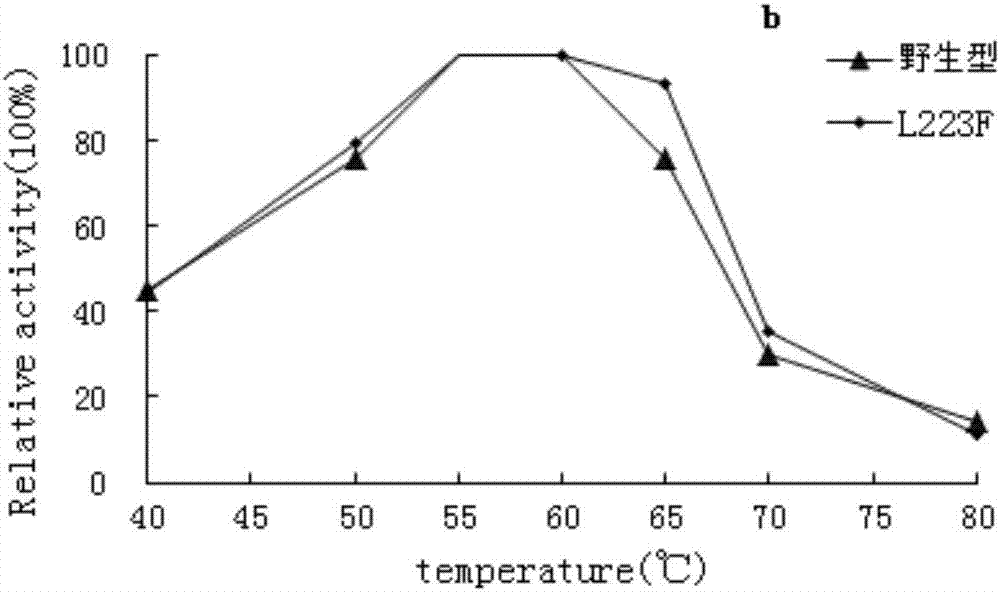 Preparation method and application of high-specific-activity amylase mutant with good ability to degrade raw starch