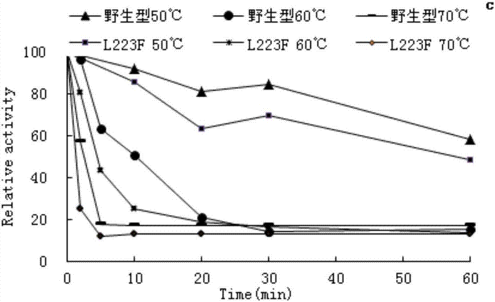 Preparation method and application of high-specific-activity amylase mutant with good ability to degrade raw starch