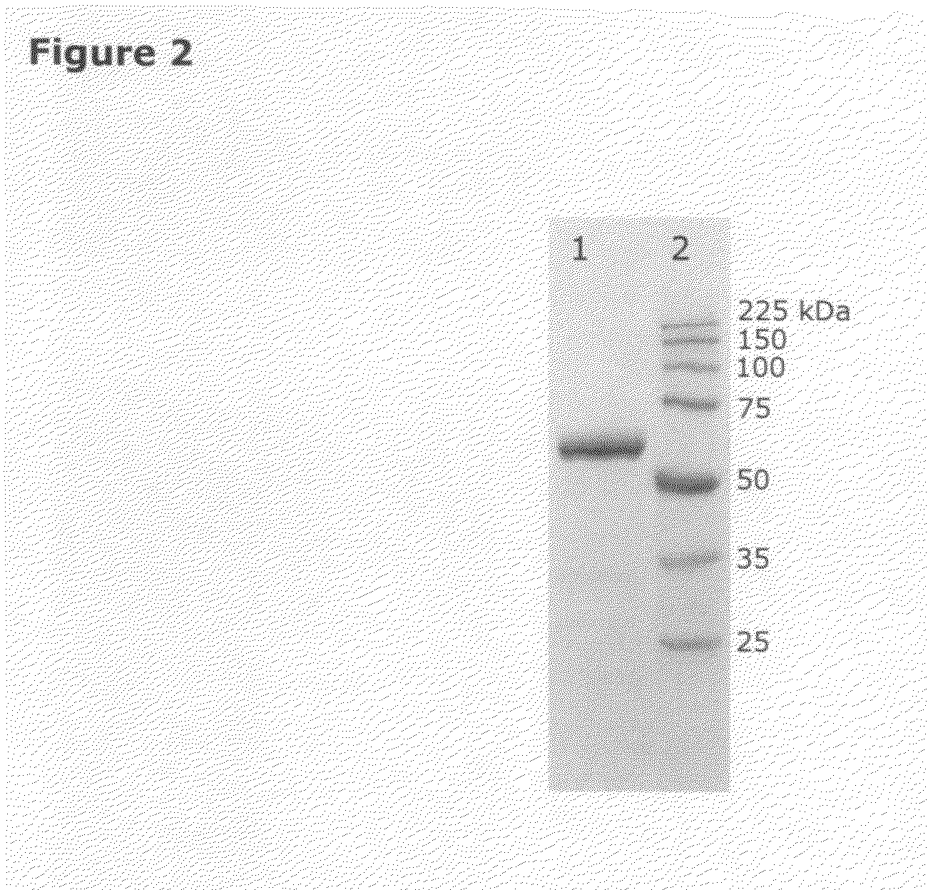 Isolation of quiescin-sulfhydryl oxidase from milk