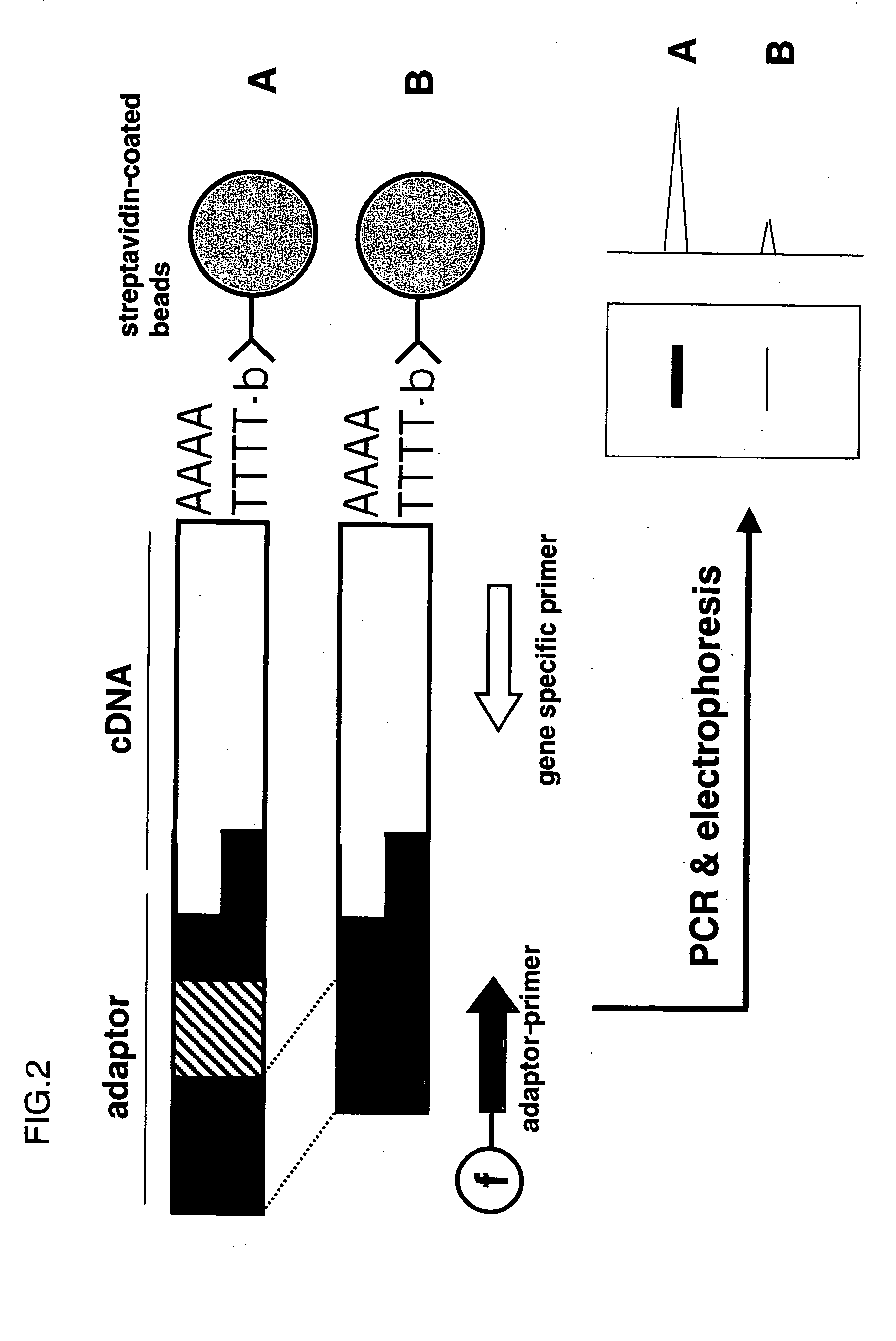 Method of predicting cancer