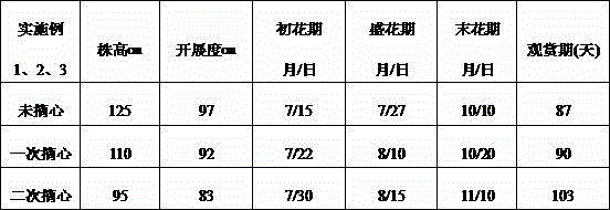 Cultivation method for dwarfing and prolonging ornamental period of spiderflower