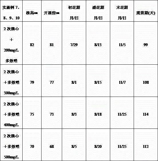 Cultivation method for dwarfing and prolonging ornamental period of spiderflower